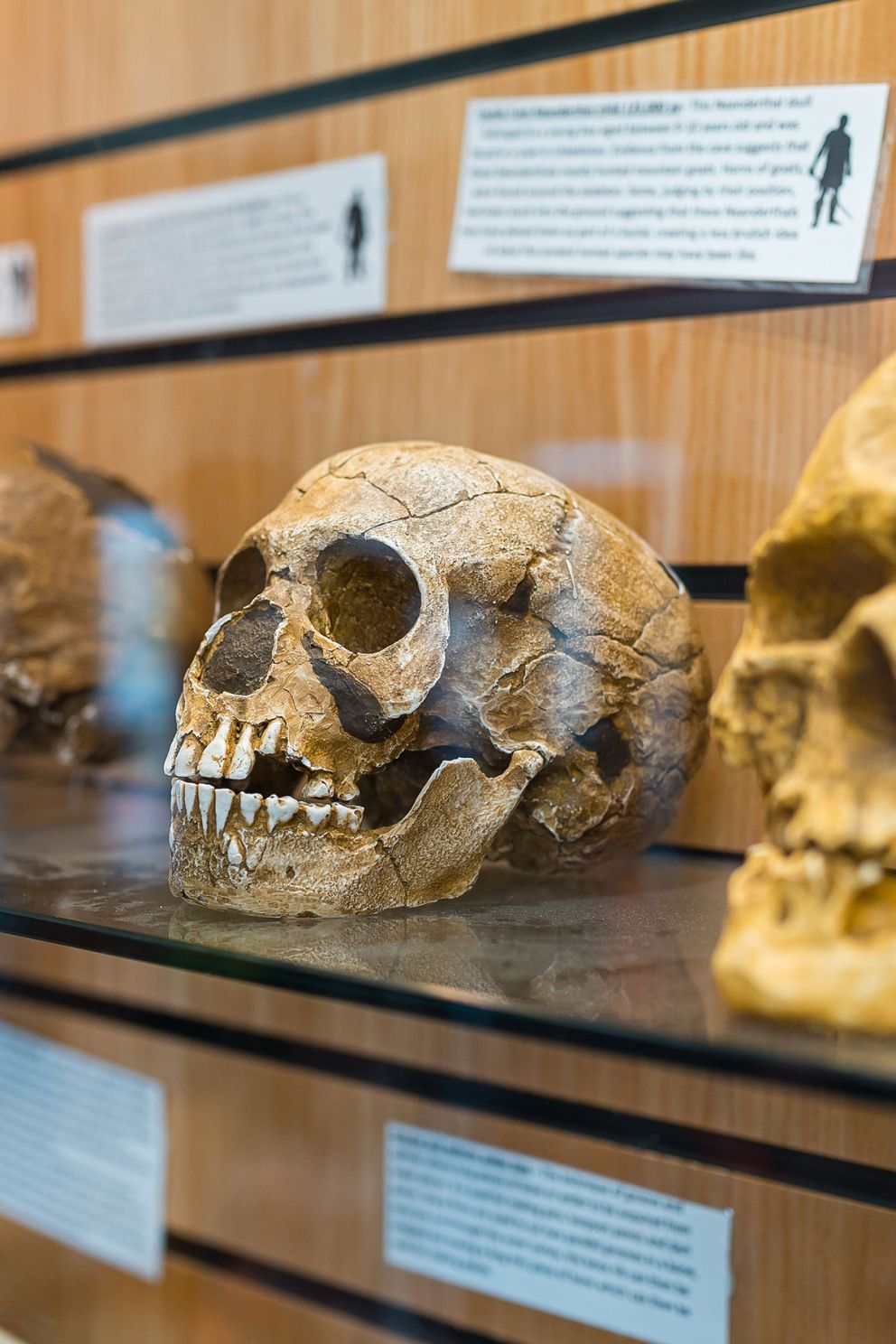 Neanderthal skulls at Kents Cavern, Torquay