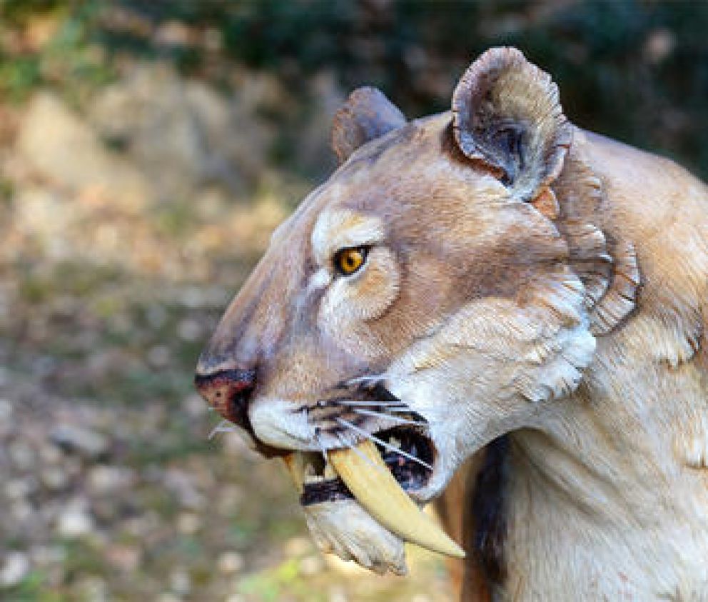 Scimitar toothed cat illustration | Cave animals at Kents Cavern