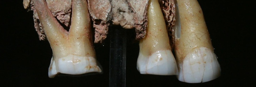 UK's oldest human fossil at Kents Cavern, Devon