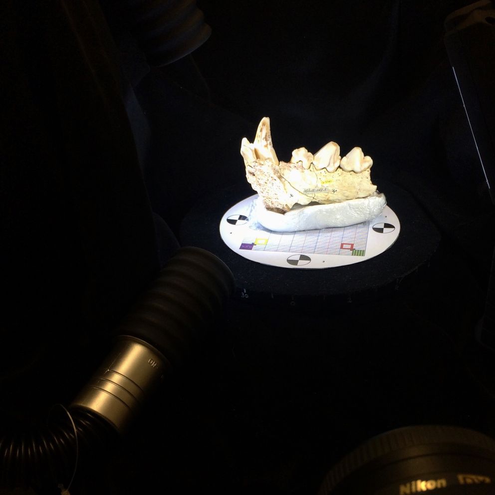 Fossils and Artefacts at Kents Cavern | Devon