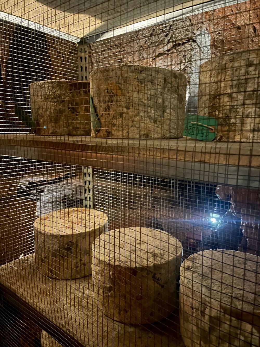 Kents Cavern cave-aged cheddar