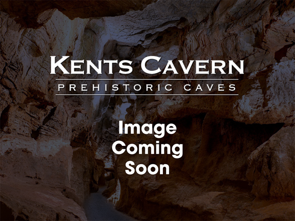 Image coming soon
