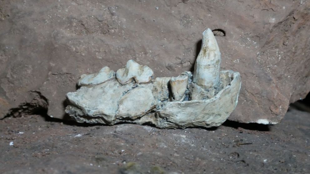 Fossil found at Kents Cavern, Devon