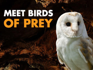 Meet Birds of Prey